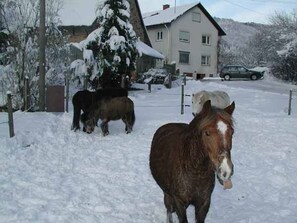 A snowy residential area with a house, a horse, and a dog. - Apartment 'No. 2.1 Rotkelchen' with Shared Terrace, Shared Garden and Wi-Fi (Freiamt)