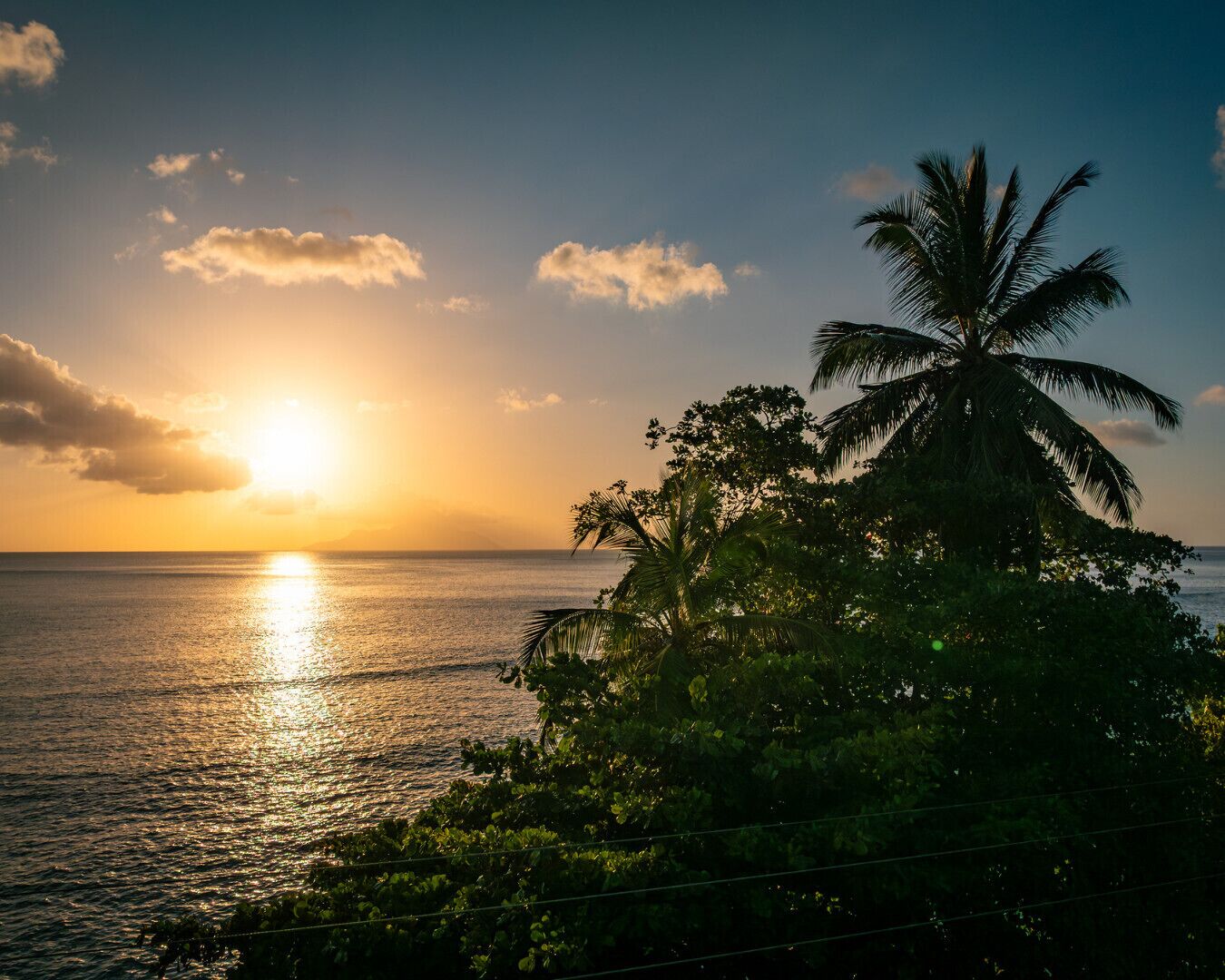 A sunset over a calm sea with a palm tree and dense foliage in the foreground.