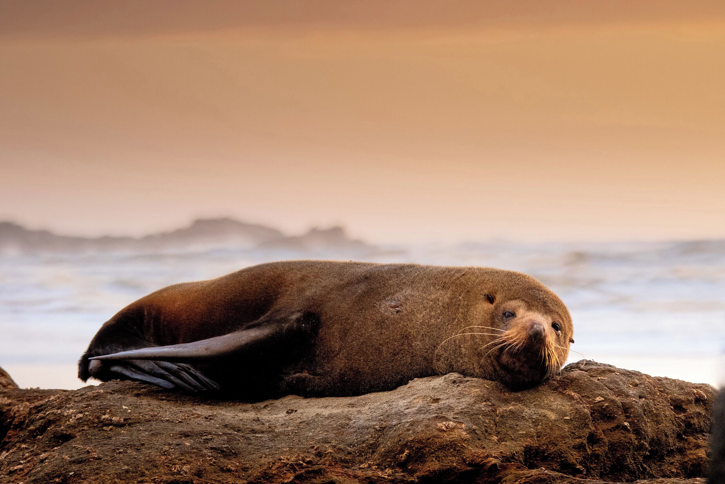 A seal resting on a rock by the sea.