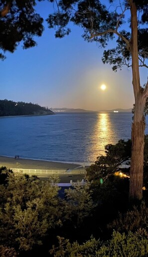 A coastal view with a clear sky, a calm sea reflecting the sun, and a tree in the foreground.