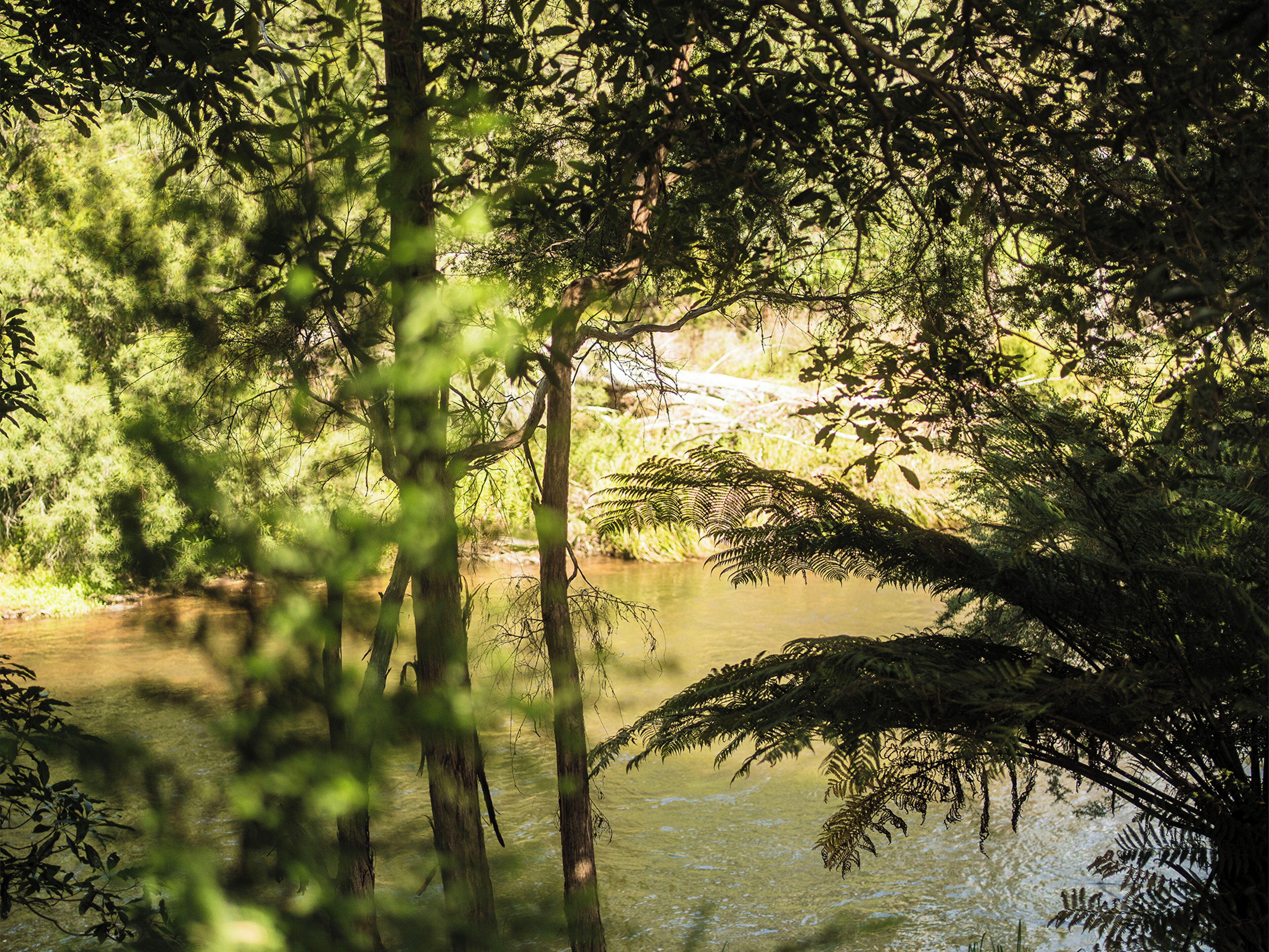 Un paysage naturel comprenant une rivière, une végétation luxuriante et des arbres.