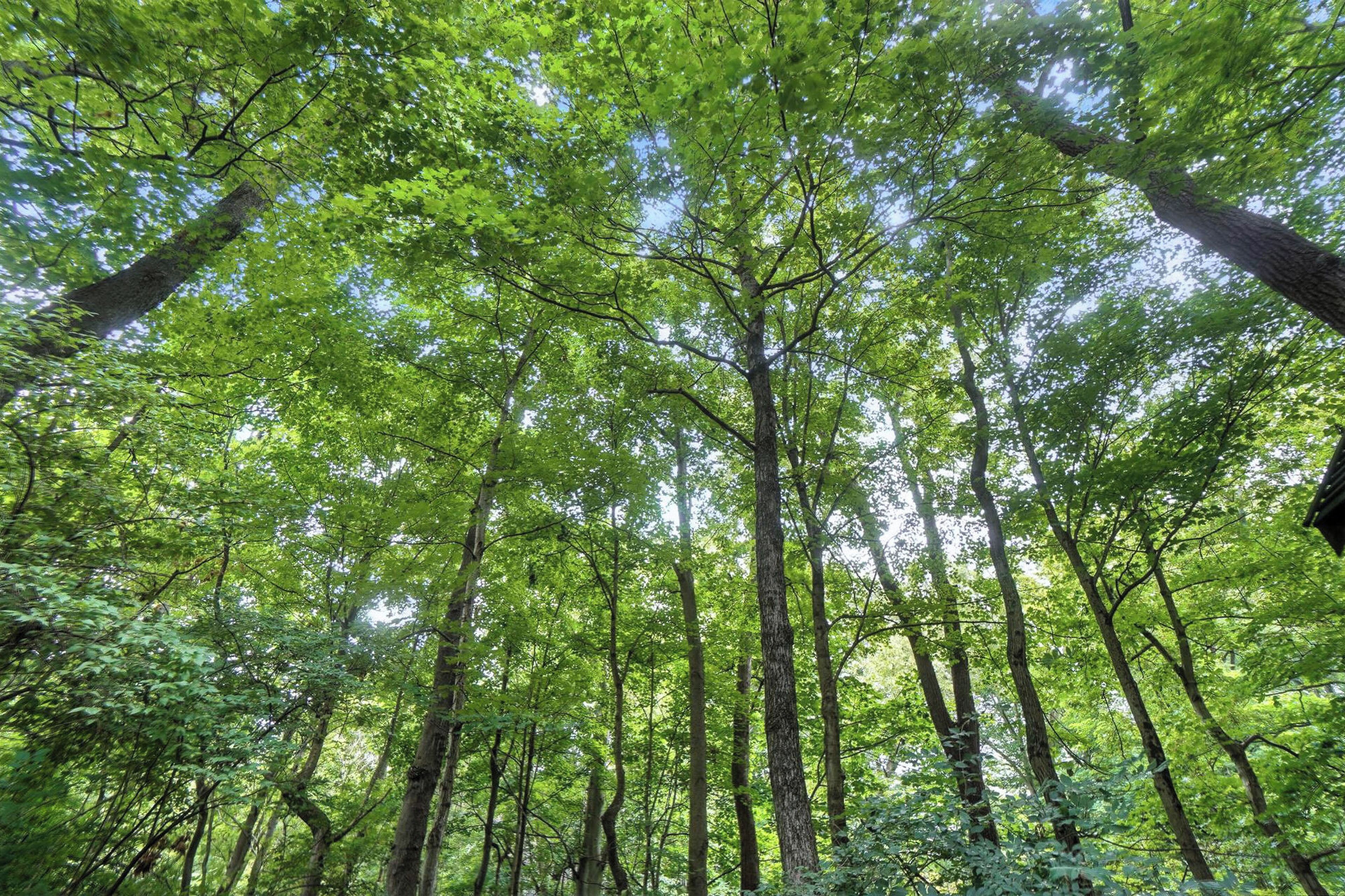 A dense forest with tall trees and a canopy of green leaves.