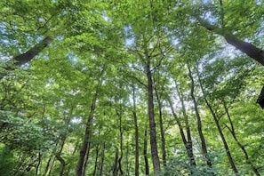 A dense forest with tall trees and a canopy of green leaves. - 10 Mi to Dtwn: Cozy Couple's Getaway in Cincinnati (Cincinnati)