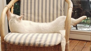 A wicker chair with a striped cushion, positioned on a wooden deck. - Nature, tranquillity and petting zoo (Vissenbjerg)