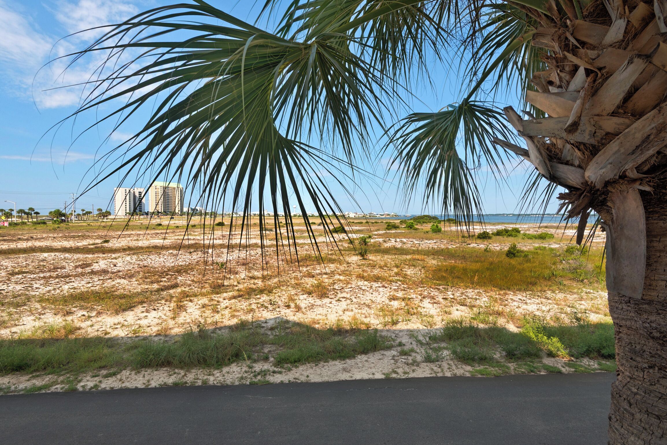 A beach with palm trees, a road, and buildings in the distance.
