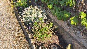 Ein Blumenbeet mit verschiedenen Blumen und Pflanzen, ein Kiesweg und eine mit Efeu bewachsene Mauer.