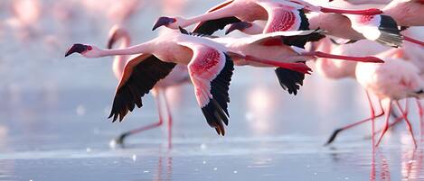 Flamingos in flight over a body of water.