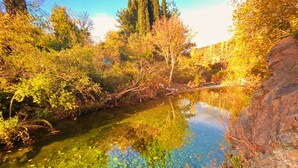 Um lago límpido rodeado por vegetação exuberante e árvores, refletindo o céu e a folhagem.