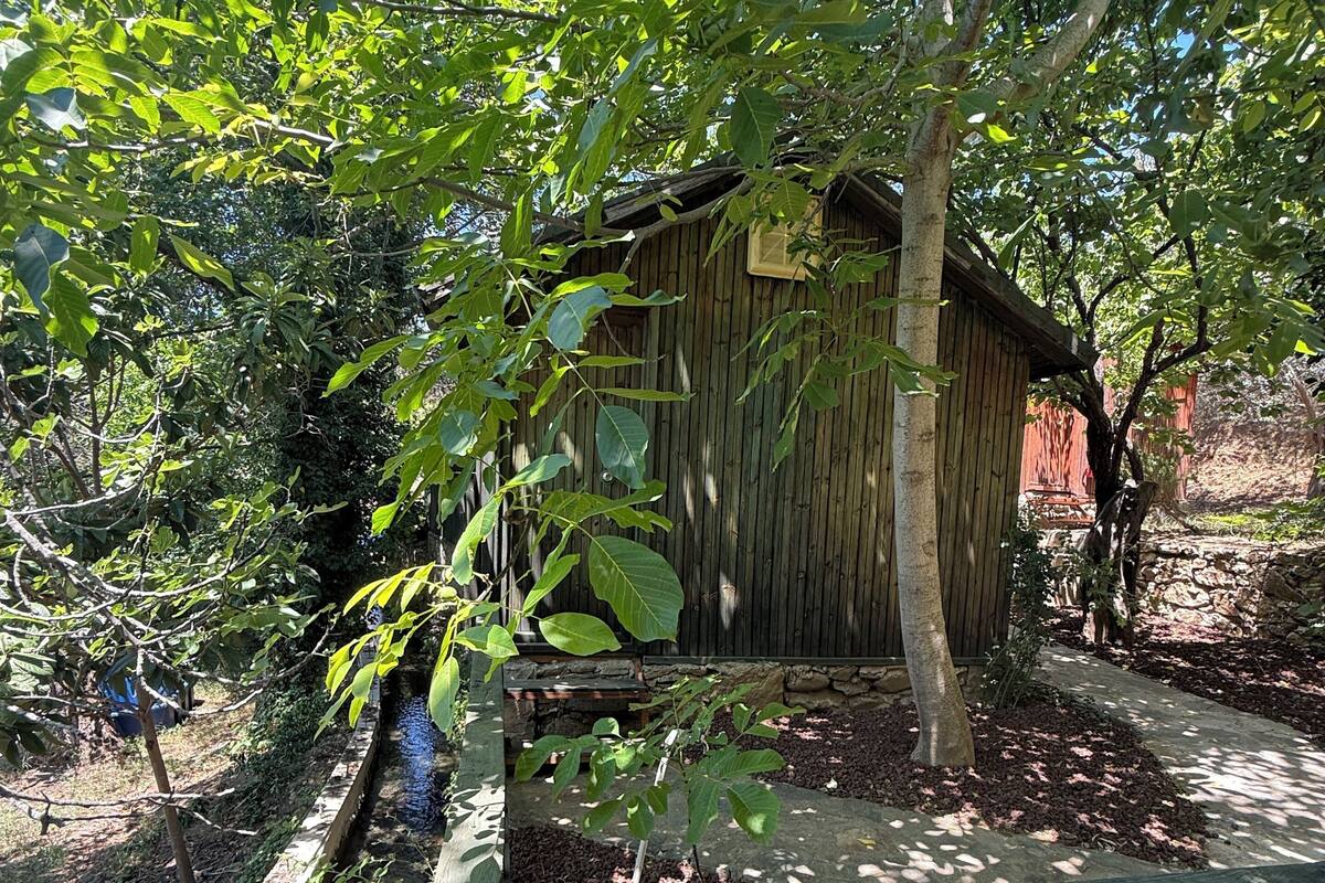 A wooden shed partially obscured by foliage, a wooden deck, and a stone pathway.