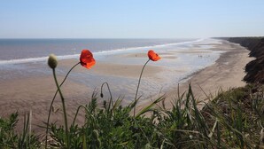 A beach with three red flowers in the foreground and a clear sky. - Meadows Park 4 (Hull)