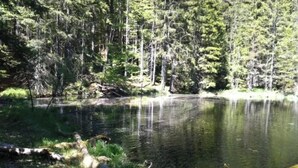 Un paysage naturel caractérisé par un lac paisible, entouré d’une forêt dense.