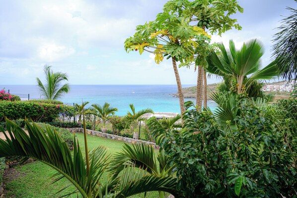 A tropical garden with palm trees and a view of the ocean.