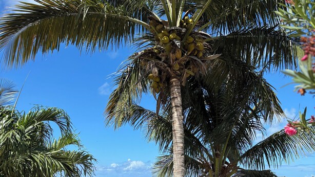 Una palmera con cocos, un cielo azul despejado y vista al océano.