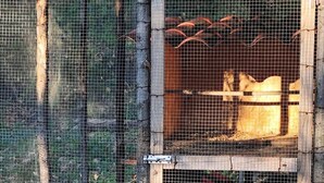 A chicken coop with a wire mesh and wooden structure.