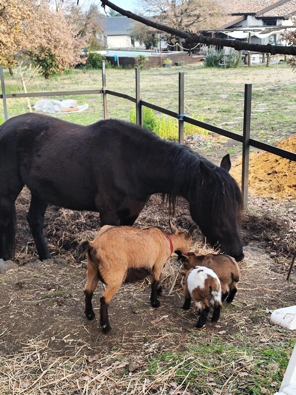 A fenced area with a black horse and two foals grazing. - Ancient millstone of Etna (Pedara)