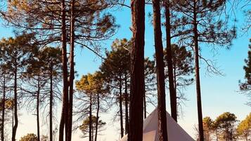 Campamento en el Bosque | Calentón + Fogata | 10 Personas