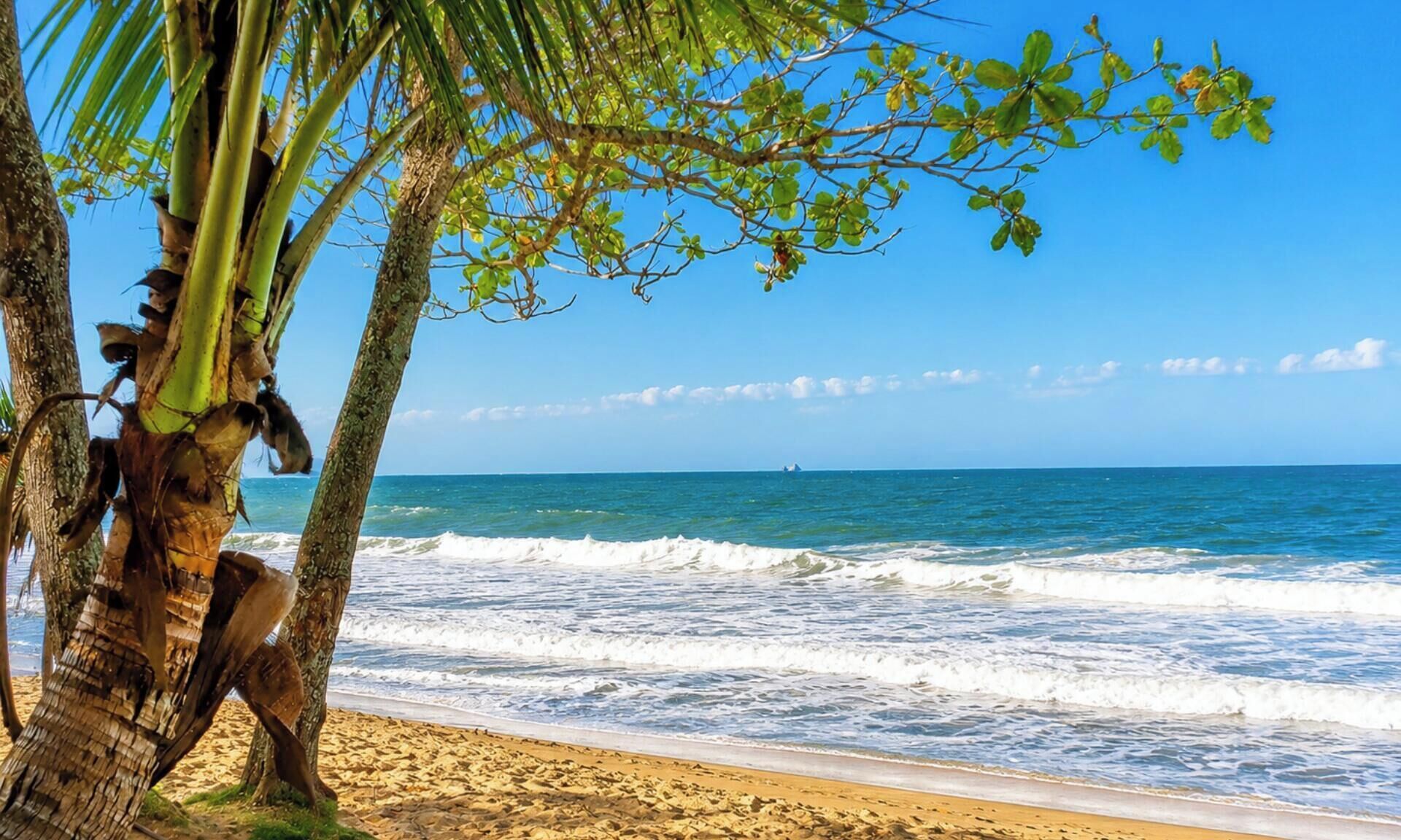 Una playa con palmeras y olas del océano.