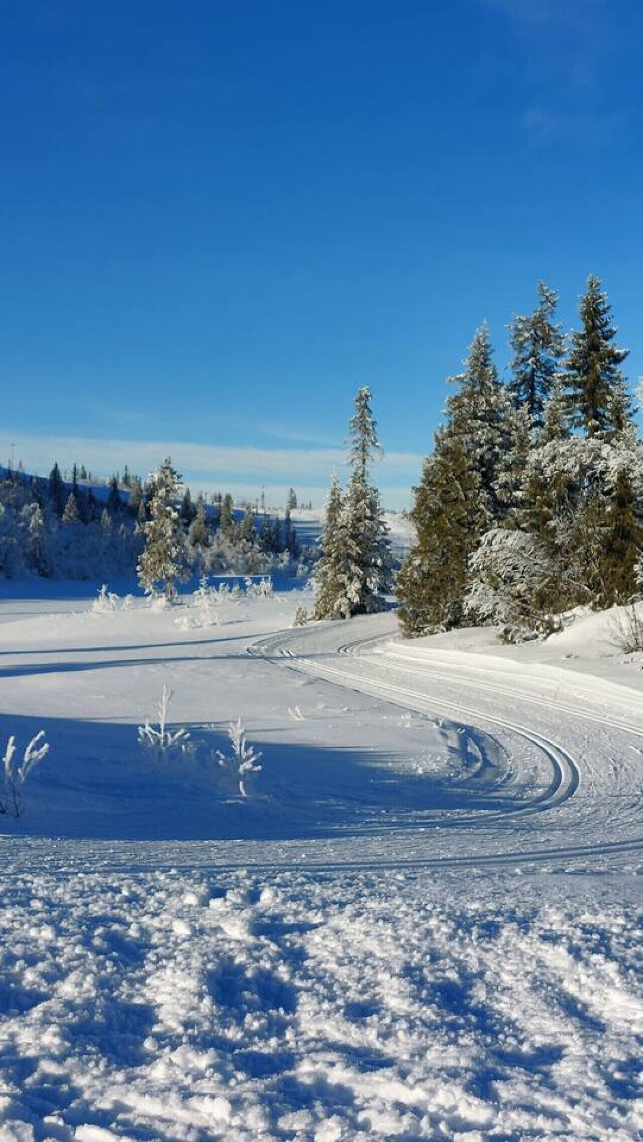 Un paysage enneigé avec des arbres et un ciel dégagé.