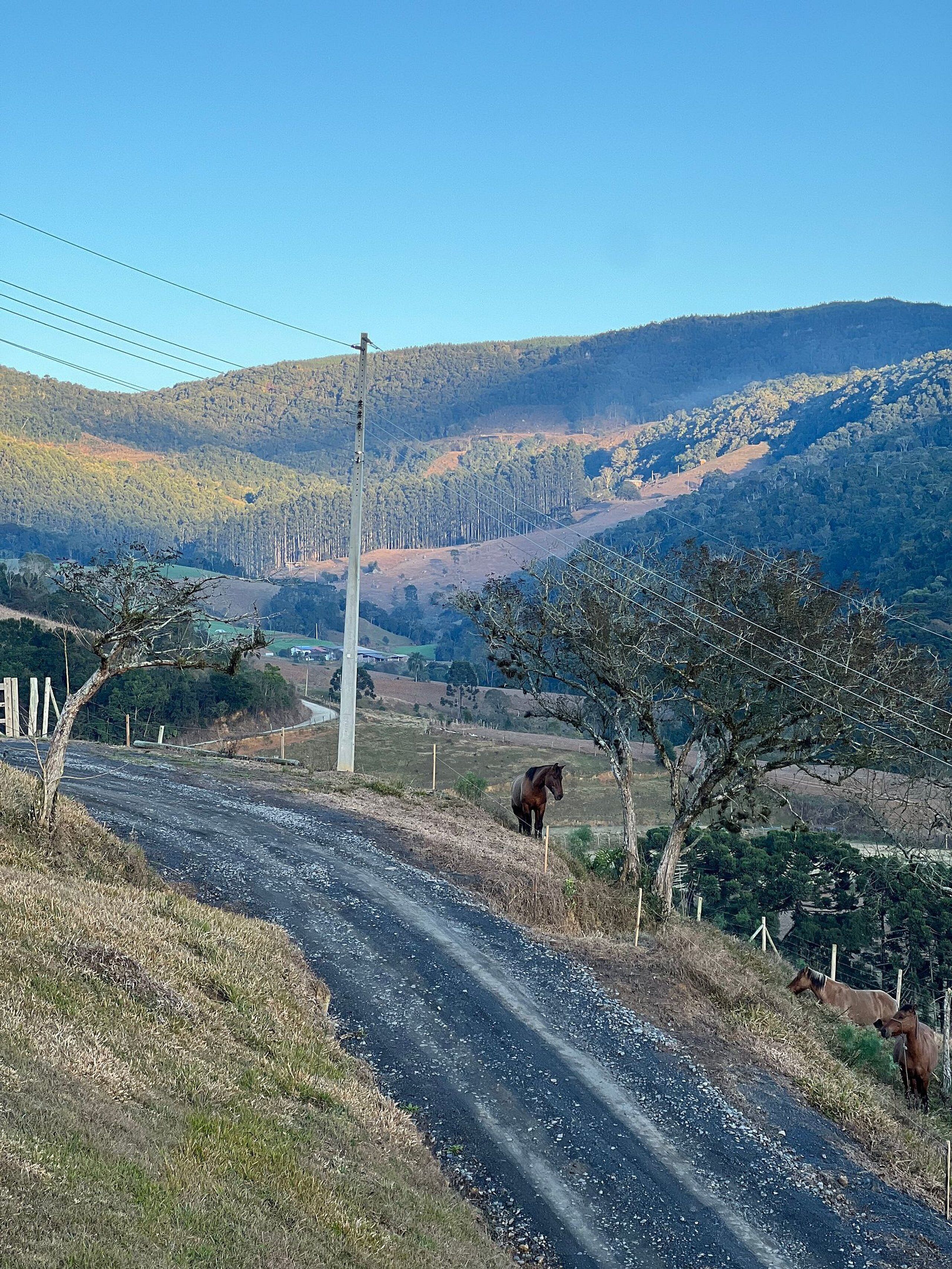 Une route de campagne bordée de chevaux, avec une clôture et un paysage vallonné en arrière-plan.