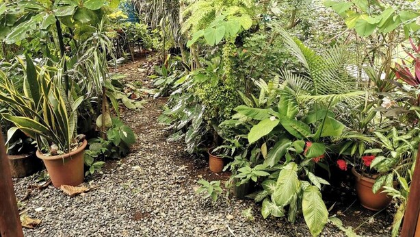 A garden with various potted plants and a gravel path.