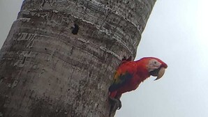 A parrot perched on a tree trunk.
