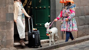 En person med en kuffert og en hund står foran en grøn dør med et zebramønster.