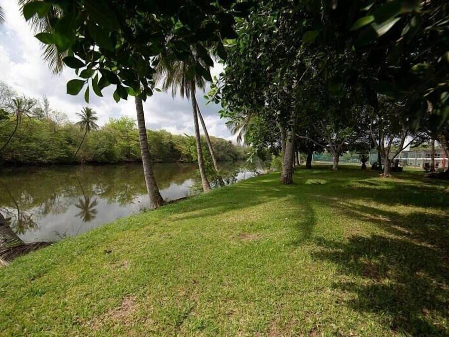 A grassy area with trees and a body of water.