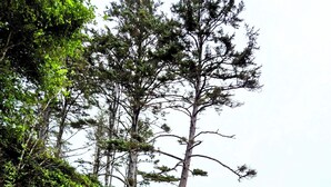 A beach with a rocky cliff and trees. - Coastal Adventures, Lake, Ocean, Casinos, Hiking (Neotsu)