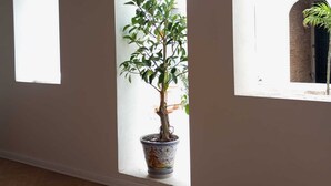 Ein Zimmer mit einem Blumentopf am Fenster, einem Sessel und Holzboden.