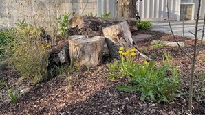 A garden with a tree stump, yellow flowers, and mulch. - Cozy vacation home (Biessenhofen)