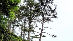 A beach with a rocky cliff and trees.