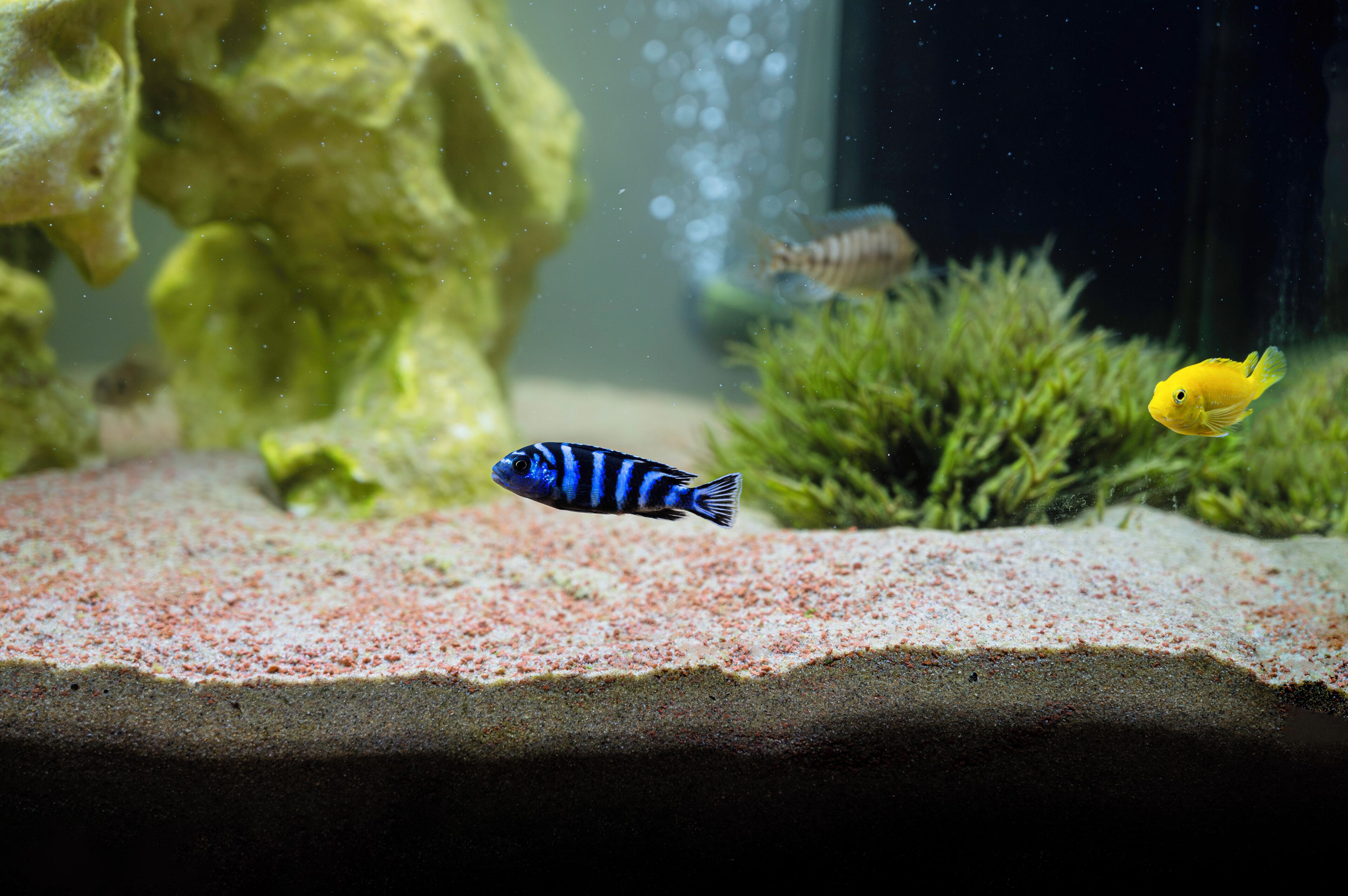 Acuario con fondo de arena, plantas acuáticas verdes y dos peces, uno amarillo y otro azul con rayas negras.