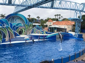 Un spectacle de dauphins dans un parc aquatique, avec une grande piscine, un dauphin sautant hors de l’eau et une scène colorée où se produisent des artistes.