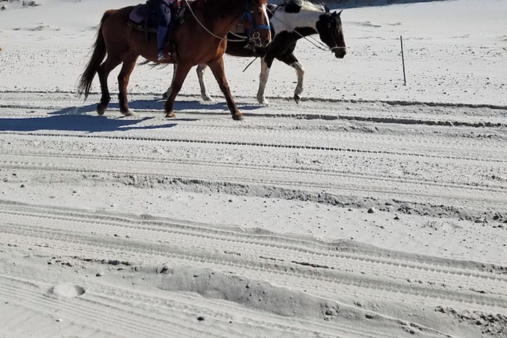 En häst och en ryttare som promenerar längs en snötäckt stig.