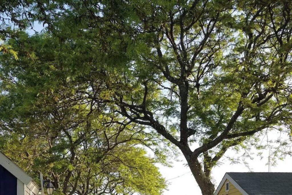 A tree-lined street with a yellow house and a lamp post.