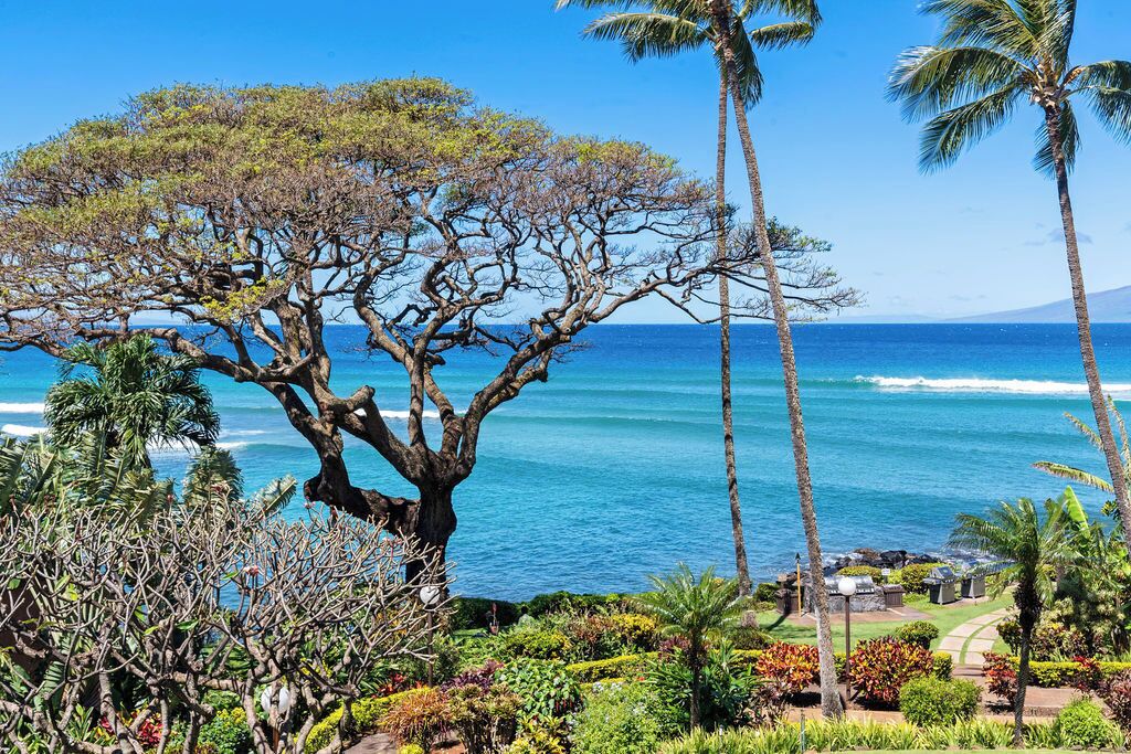 A tree-lined view of a beach with ocean waves, palm trees, and a clear sky.