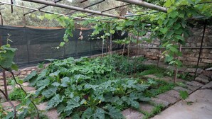 Un jardin agrémenté d’une structure en treillis soutenant des plantes grimpantes.