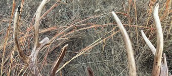 Two 50 ampRV hookups, developed specifically for deer, pheasant , quail hunters.