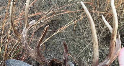 Two 50 ampRV hookups, developed specifically for deer, pheasant , quail hunters.