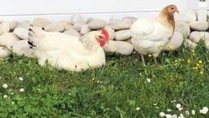 Een witte kip en een witte hen bij een wit gebouw met een raam en een grijze luik.