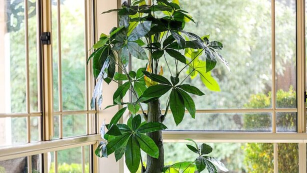 A potted plant in a corner with a view of a street and greenery outside. - StayAU Family Retreat w/Pool Table in Cranbourne (Cranbourne)