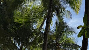 A beach with palm trees and a view of the ocean. - Costa Rica dream: ocean view, infinity pool, surrounded by nature (Puntarenas Province)