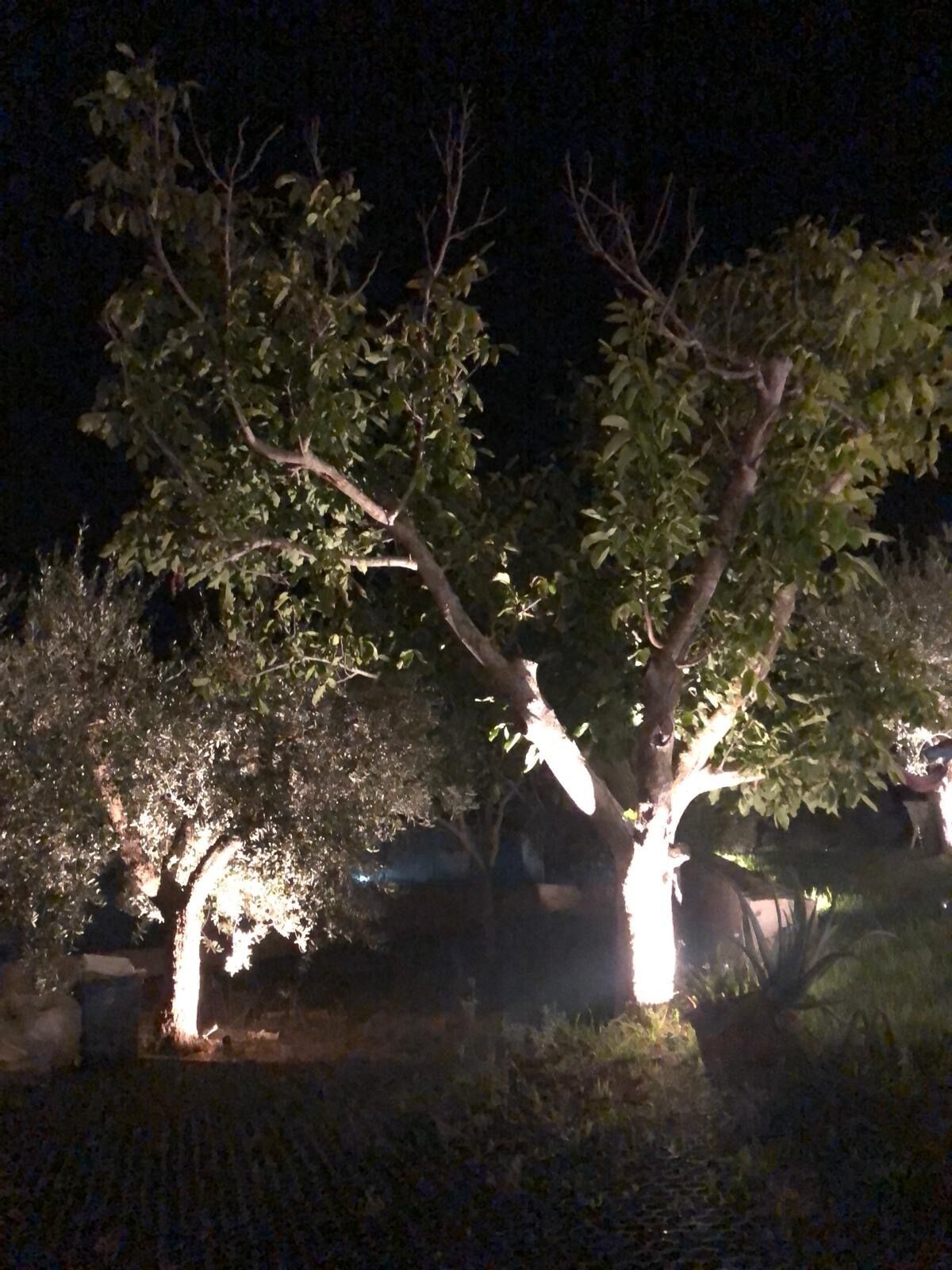 Un espace extérieur aménagé pour la nuit, avec des arbres et un foyer.