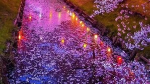 A pathway flanked by cherry blossoms and illuminated lights, leading to a traditional Japanese setting. - 4min to Shinjuku, Close from Shibuya 1 ~ 2guests Tokyo CyberPunk Room (新宿区余丁町)