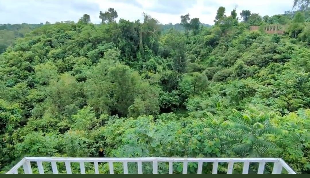 A lush, dense forested area with a white railing in the foreground.