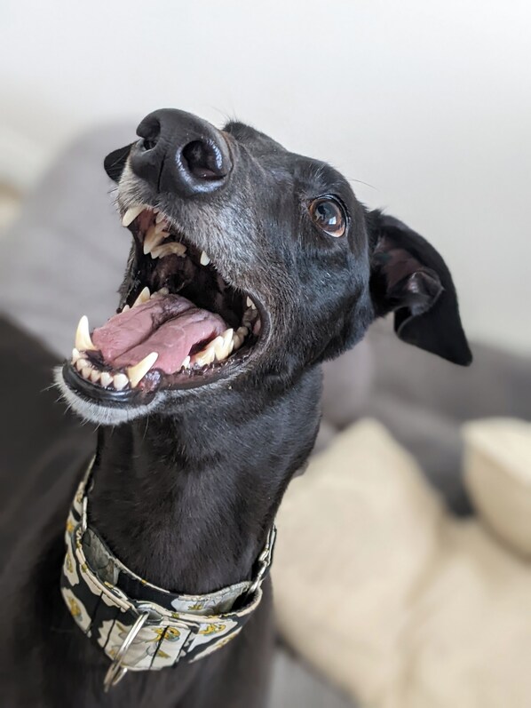 A close-up of a black dog with a collar.