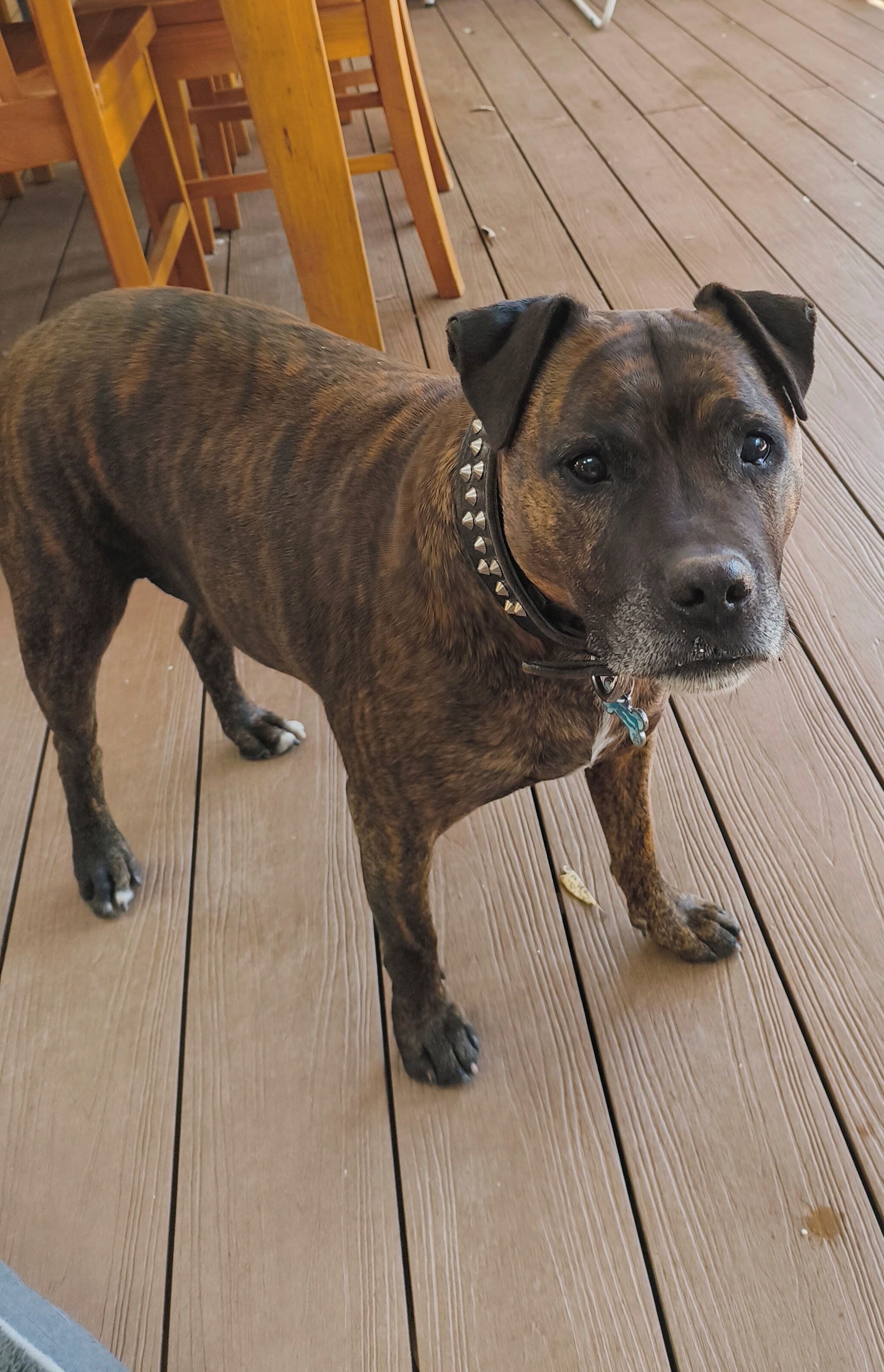 Un chien se tient sur une terrasse en bois.