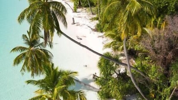 Une plage de sable blanc bordée de palmiers.