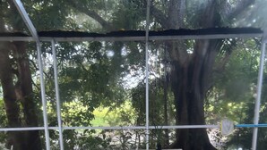 A swimming pool with a tiled edge, surrounded by a metal fence and trees. - All Inclusive Hotel- Montego Bay, Jamaica (Montego Bay)