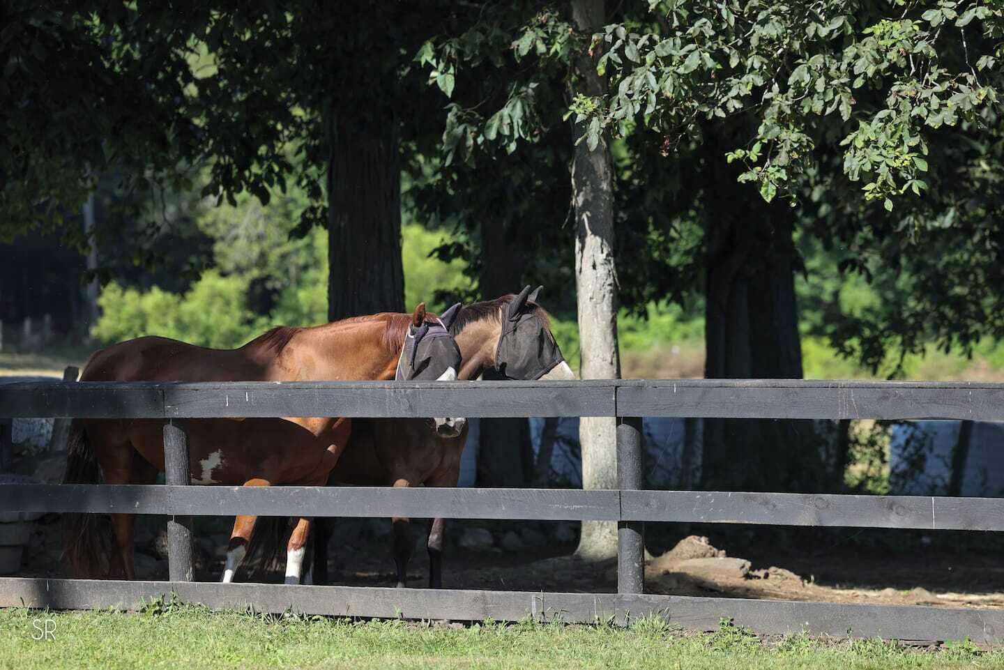 A stable with two horses.